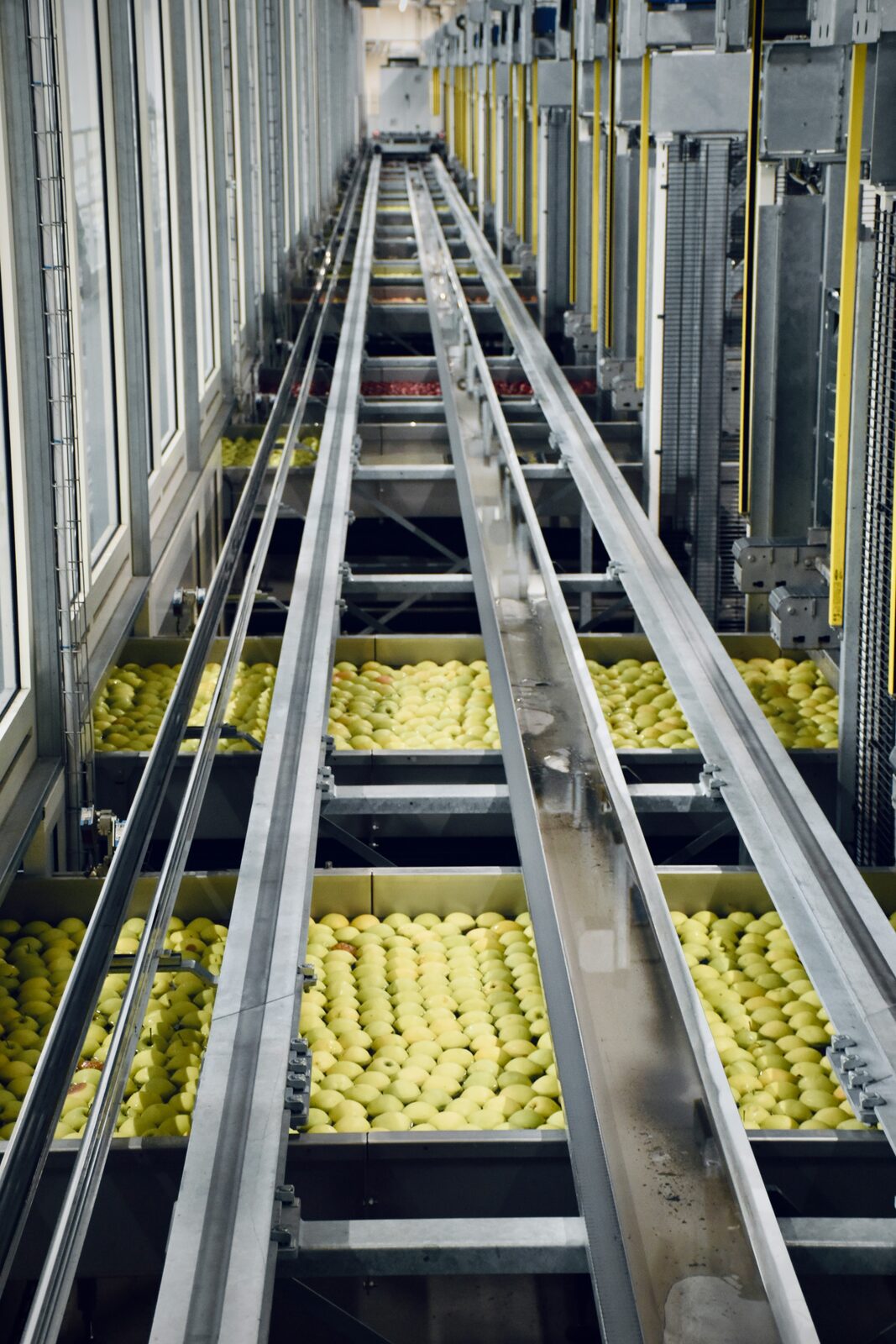 AGF-sorteerlijn met appels op lopende band