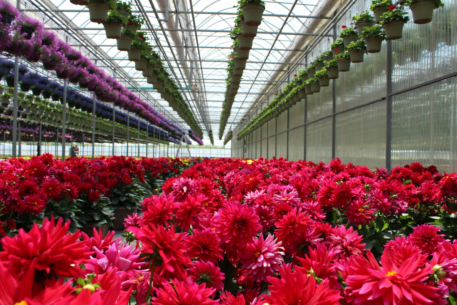 Kas met bloemenkweek in vol bloei