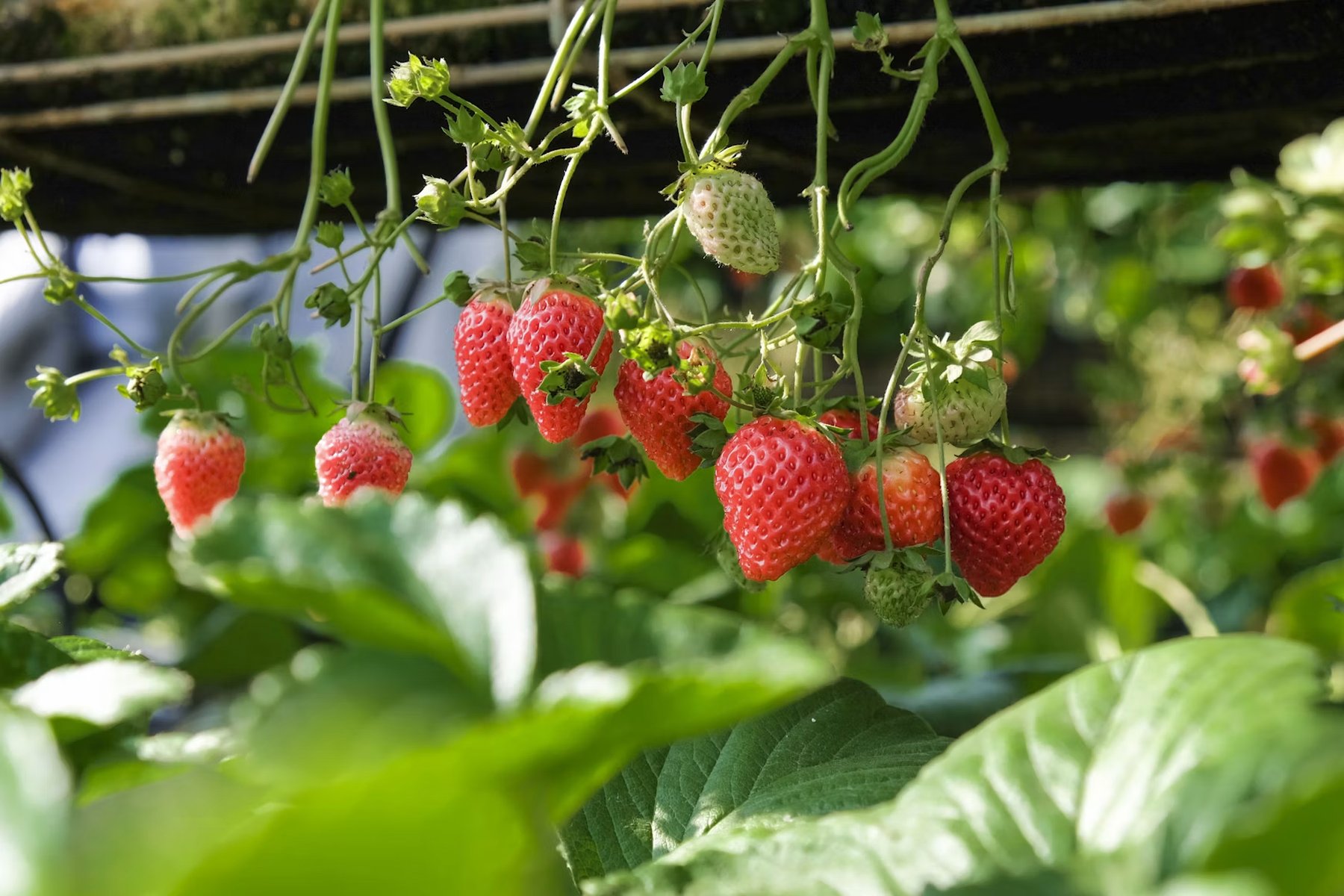 Aardbeien in een kwekerij - dagelijkse versheid in de AGF-keten