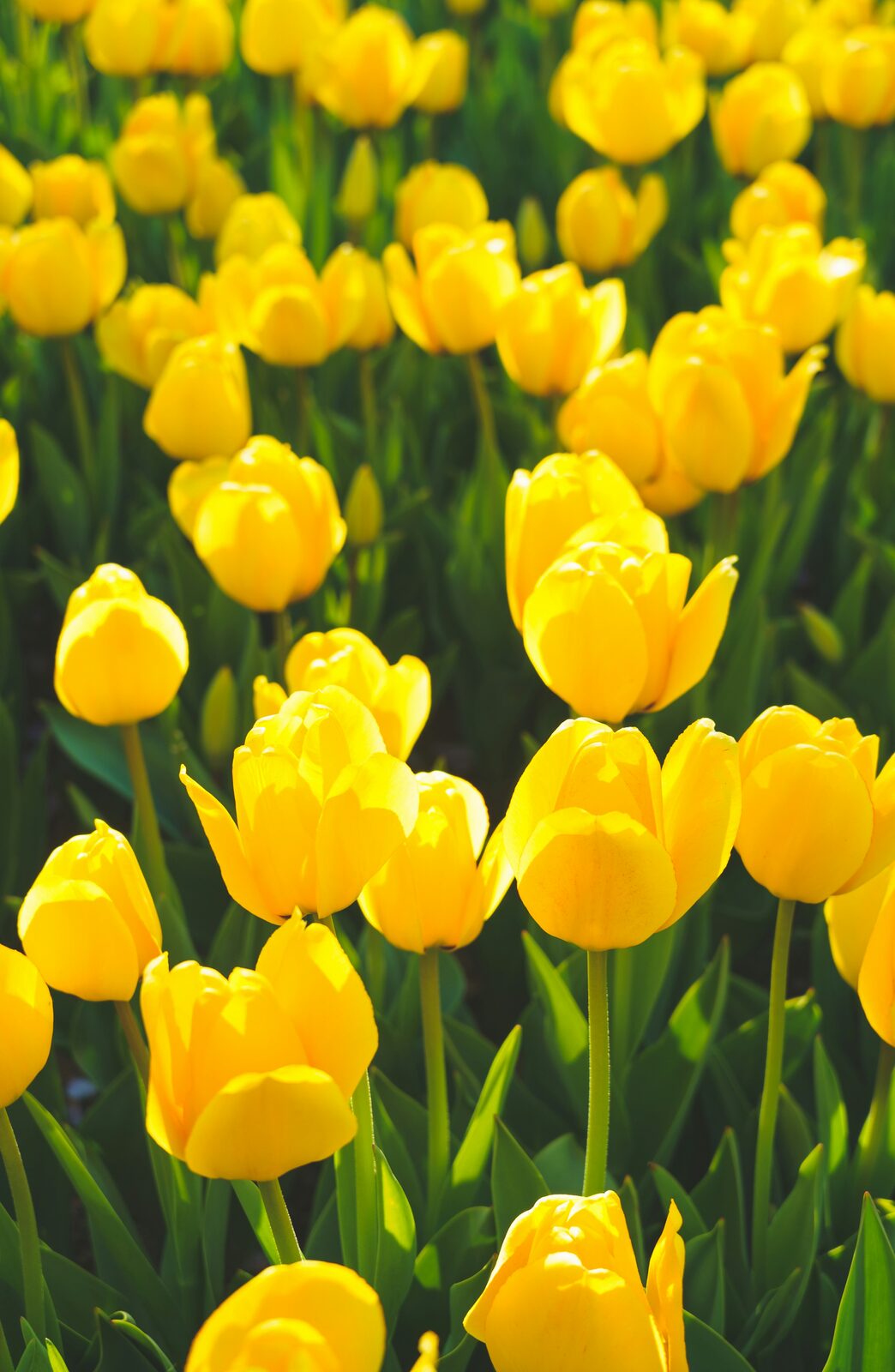 Veld met gele tulpen